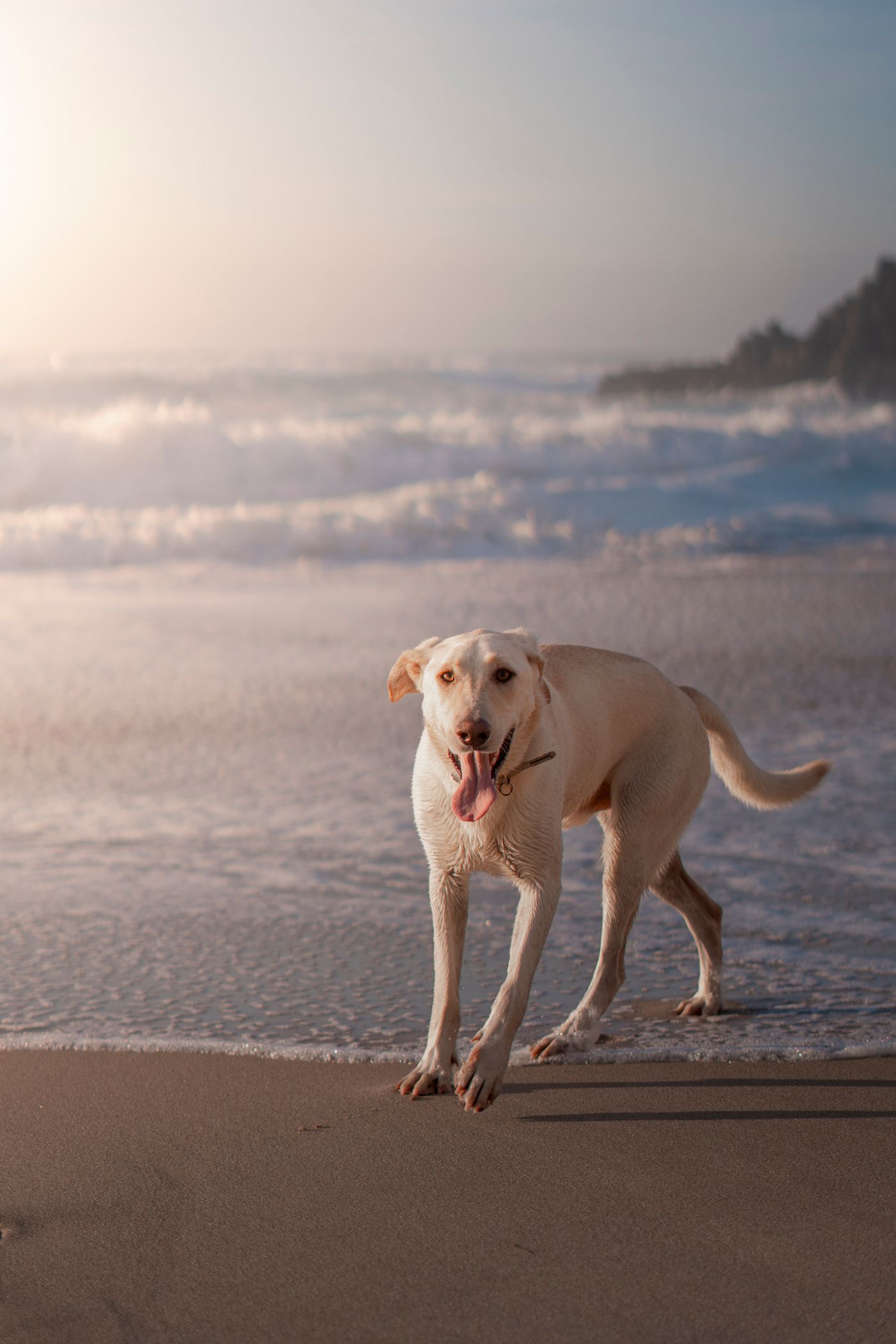 A happy dog enjoying a beach adventure