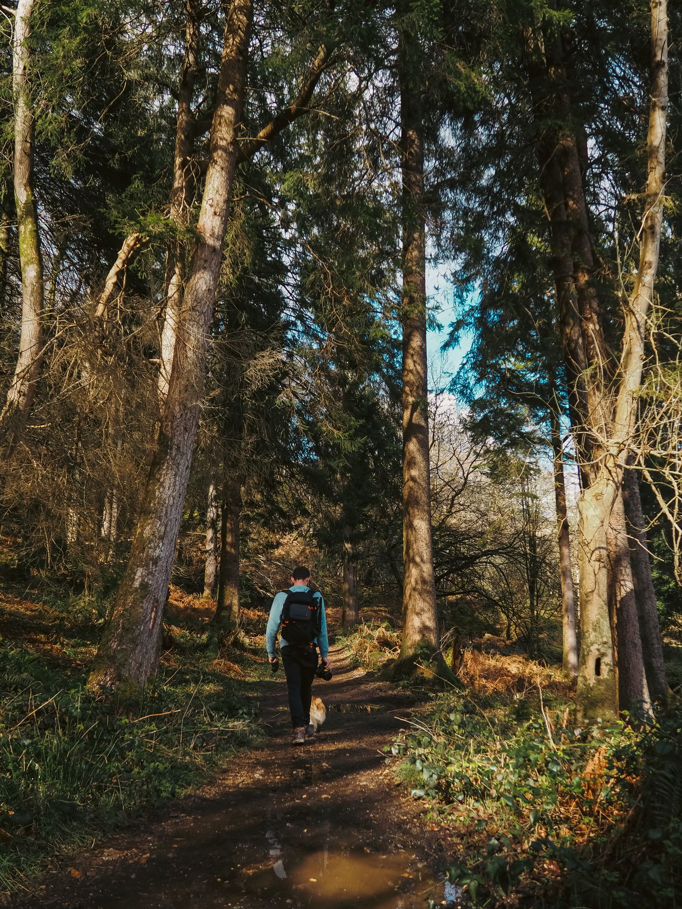 An owner and dog walking a forest trail