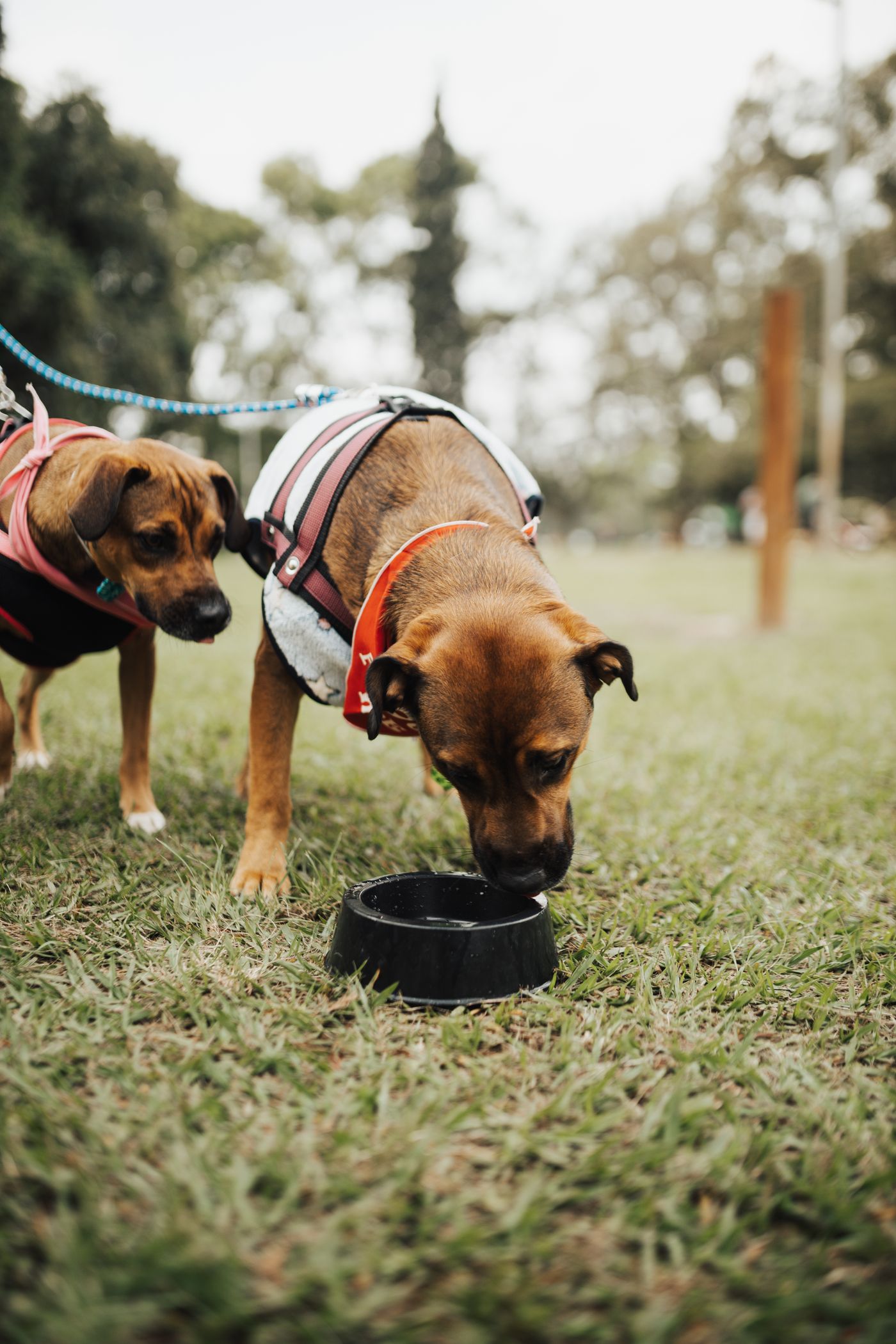 Two dogs drinking fresh water from a bowl outdoors